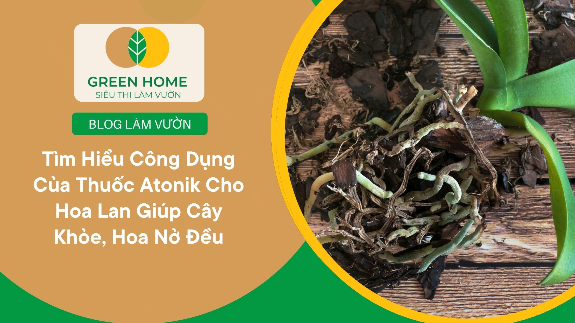Tìm Hiểu Công Dụng Của Thuốc Atonik Cho Hoa Lan Giúp Cây Khỏe, Hoa Nở Đều