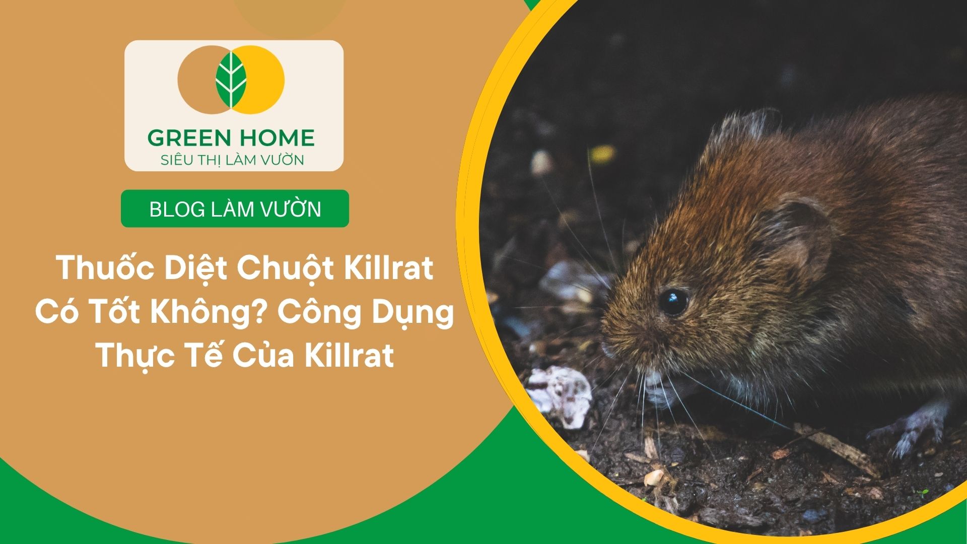 Thuốc Diệt Chuột Killrat Có Tốt Không? Công Dụng Thực Tế Của Killrat