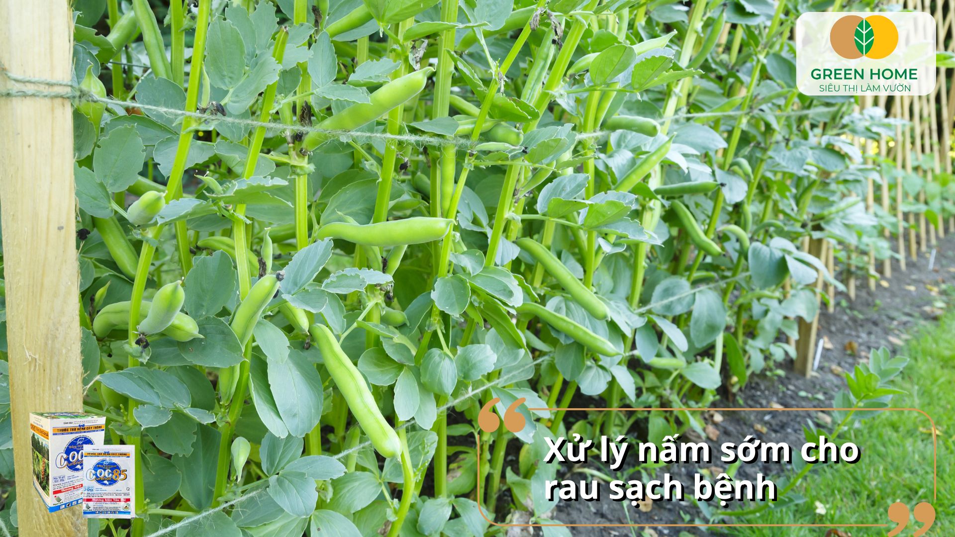 Thuốc nấm Coc 85 giúp ngăn chặn bệnh loét, cháy lá, đốm vòng