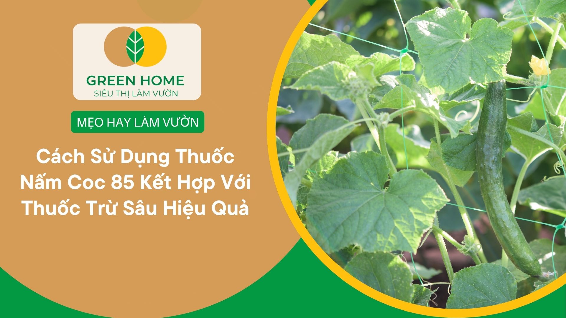 Cách Sử Dụng Thuốc Nấm Coc 85 Kết Hợp Với Thuốc Trừ Sâu Hiệu Quả