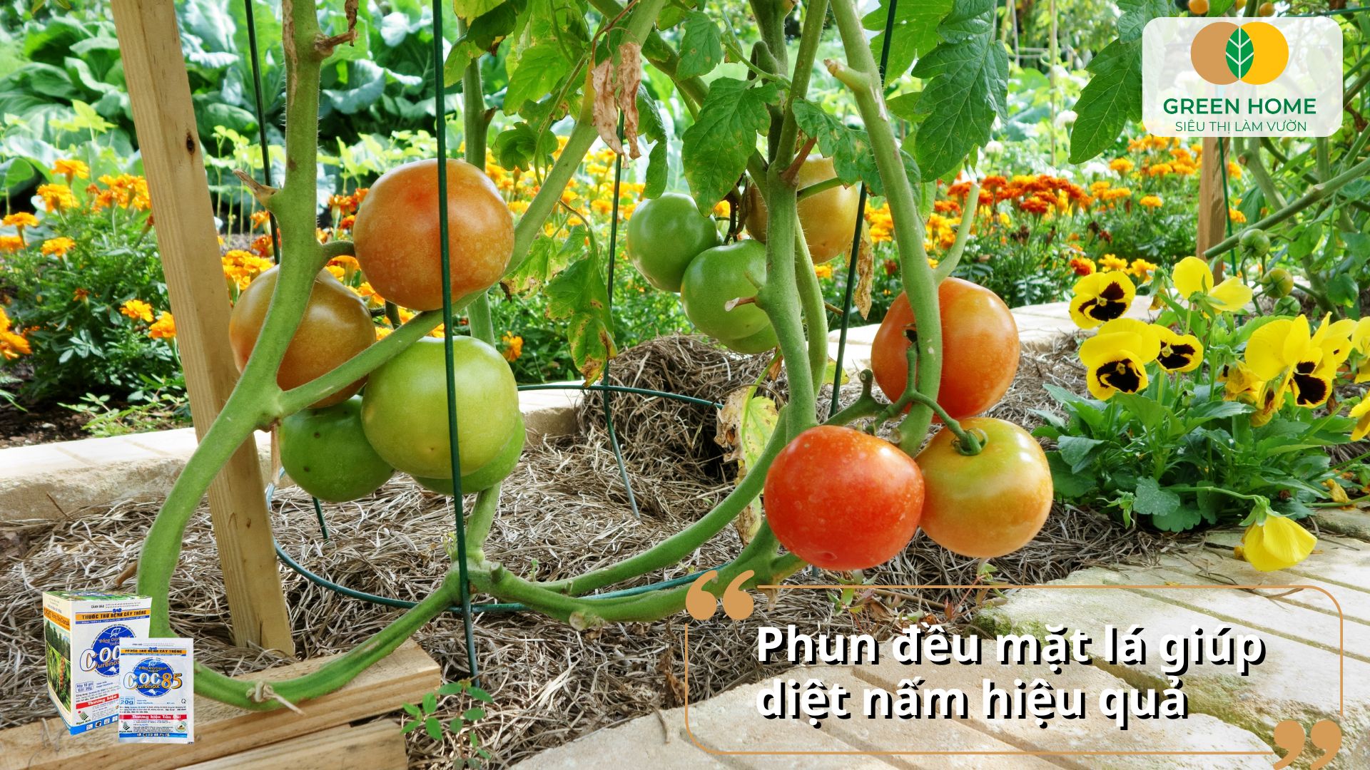 Đặc trị thán thư, phấn trắng và mốc sương bằng thuốc nấm Coc 85