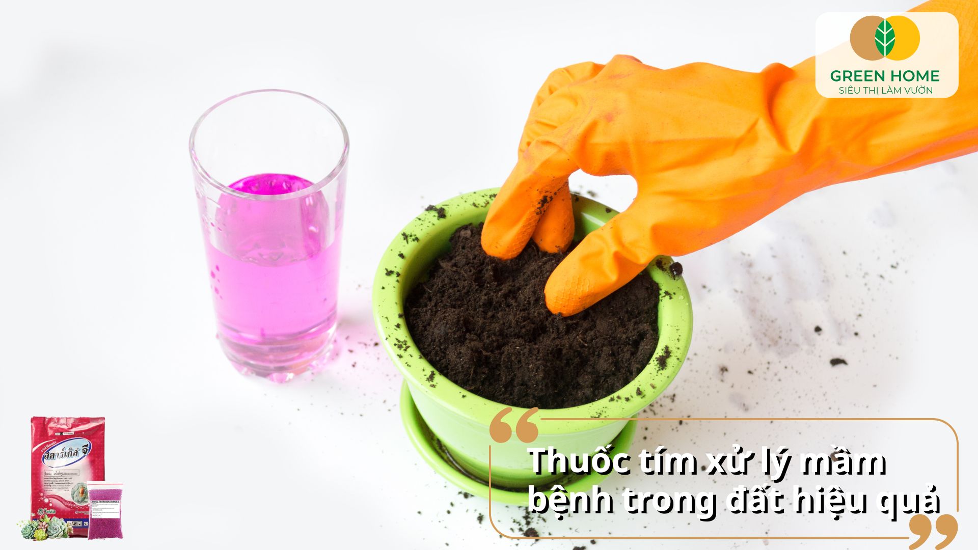 Dùng thuốc tím cho cây để sát trùng vết cắt khi chiết hoặc giâm cành