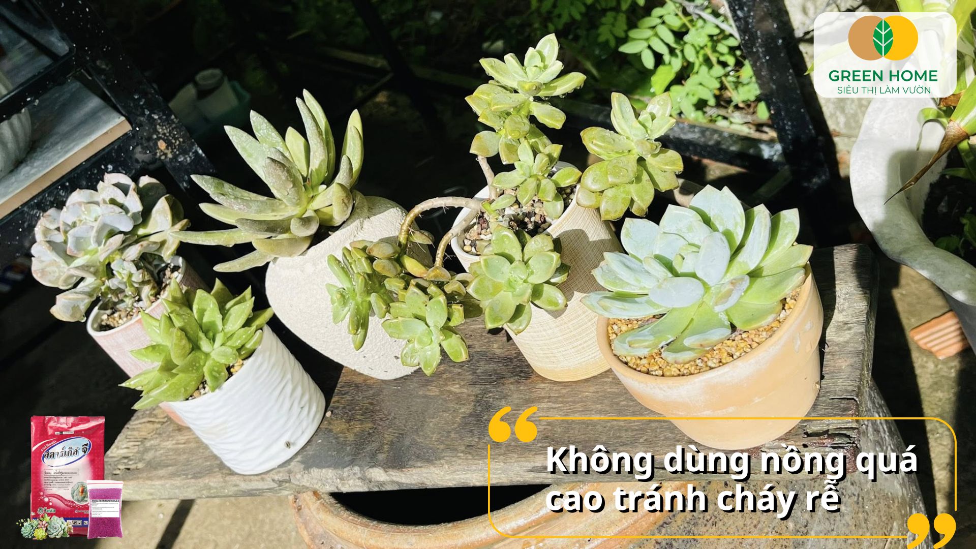 Kết hợp thuốc tím cho cây và phân hữu cơ giúp phòng bệnh tự nhiên