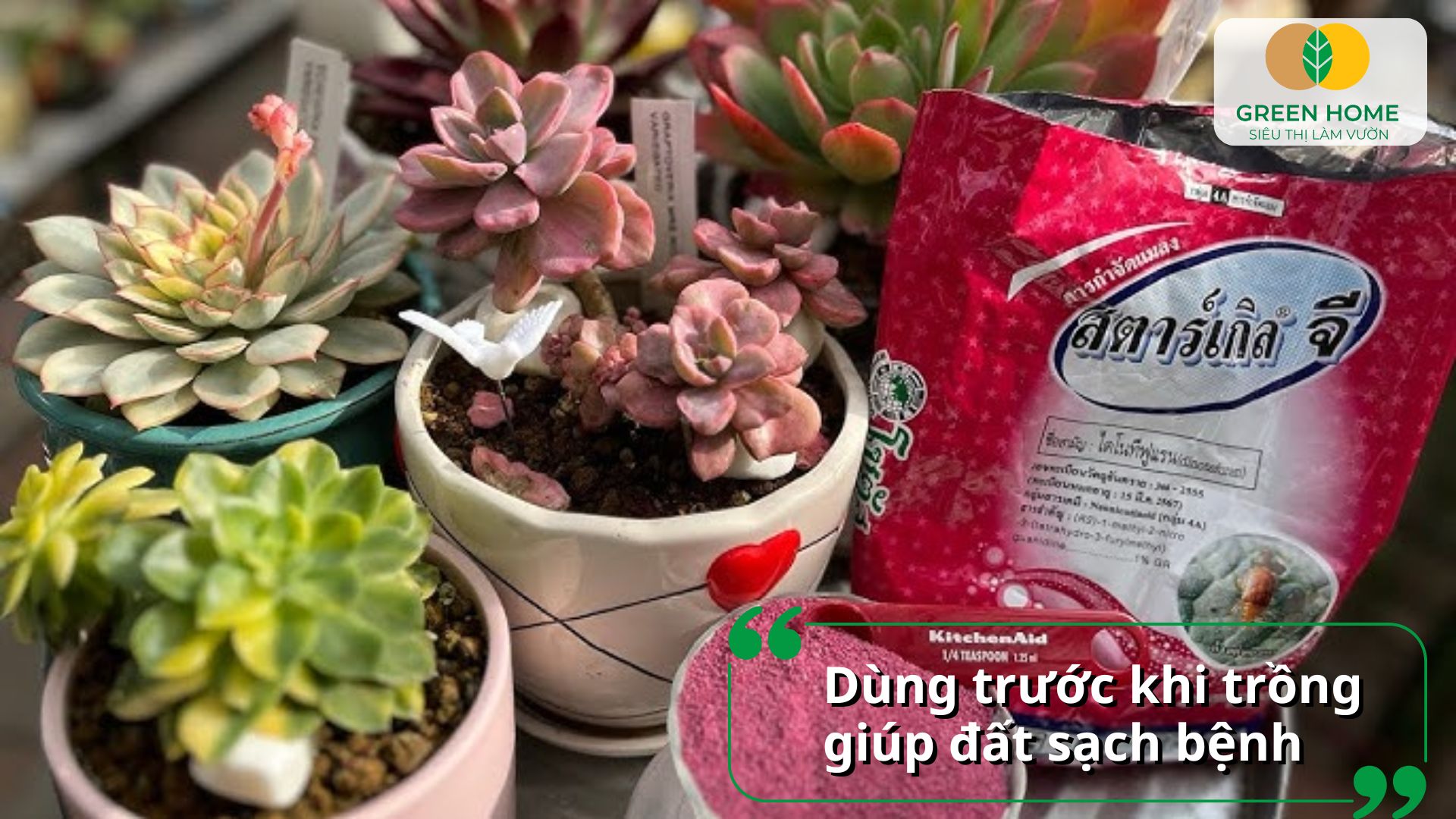 Khử nấm cho sen đá bằng thuốc tím cho cây trước khi thay chậu