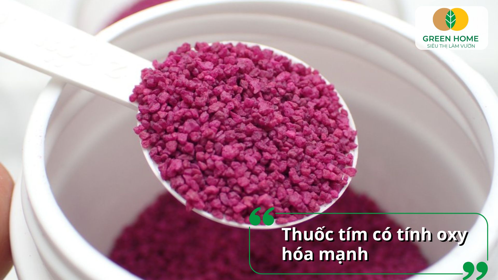 Sử dụng thuốc tím cho cây cần đúng liều để không gây sốc rễ