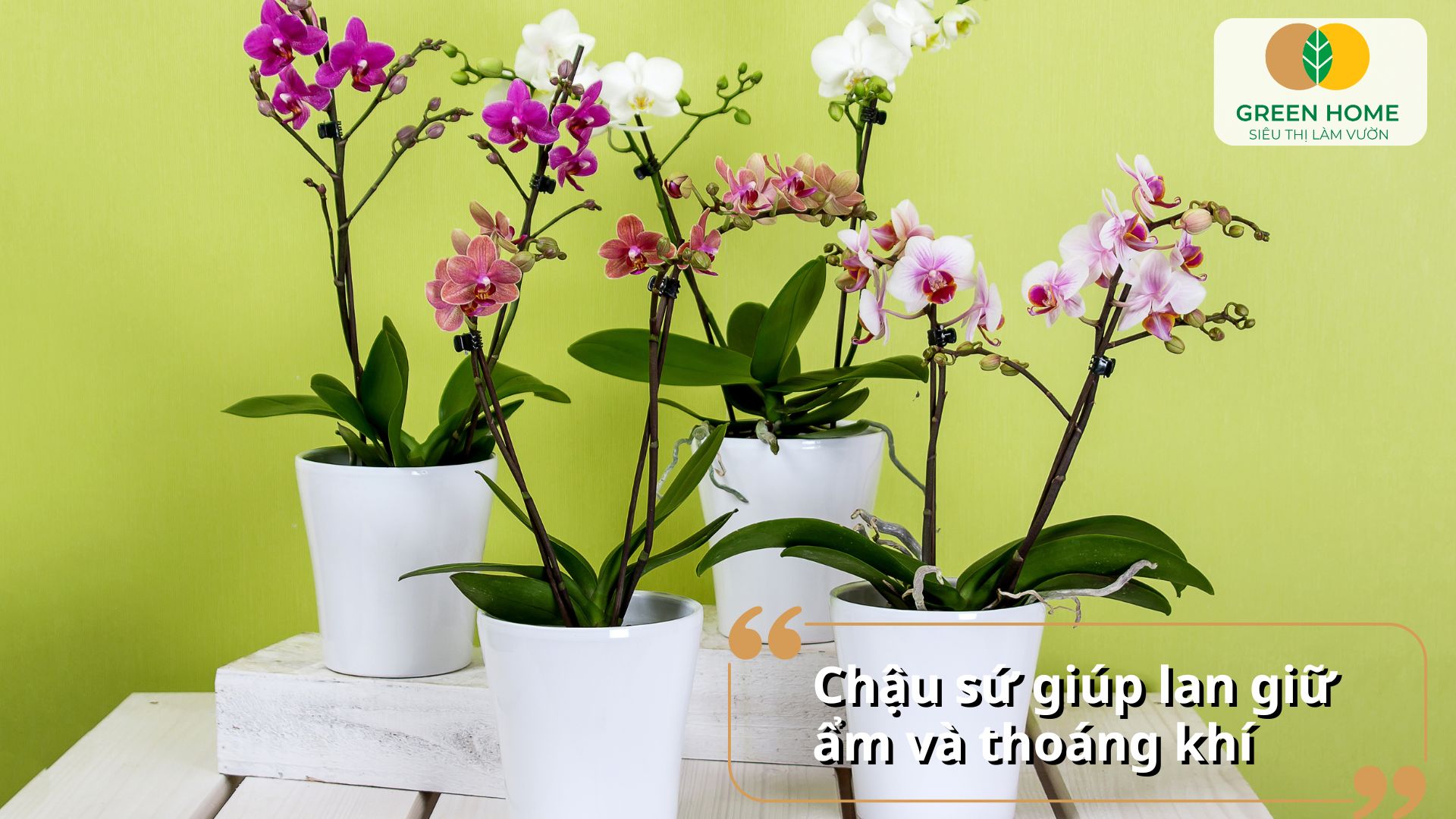Mỗi loại lan phù hợp với các loại chậu trồng lan khác nhau để phát triển tốt nhất