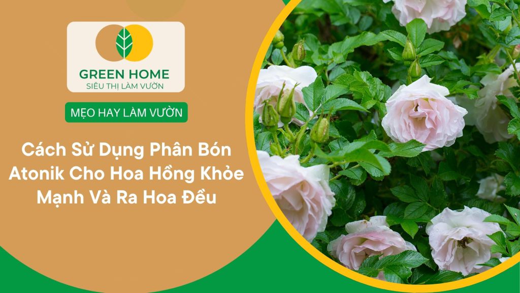 Mỗi bụi hoa hồng đều có hoa nở rộ khi áp dụng cách sử dụng phân bón lá Atonik