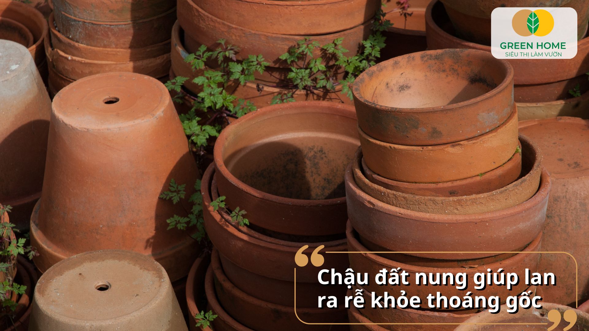 Hình ảnh thực tế các loại chậu trồng lan chuyên dụng cho lan hồ điệp
