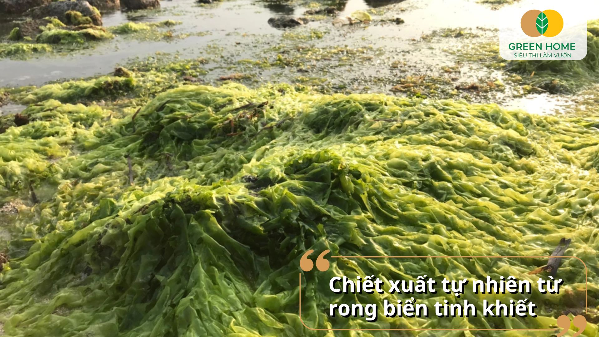 Sơ chế nguyên liệu trong cách làm phân bón từ rong biển bằng phương pháp ủ tươi