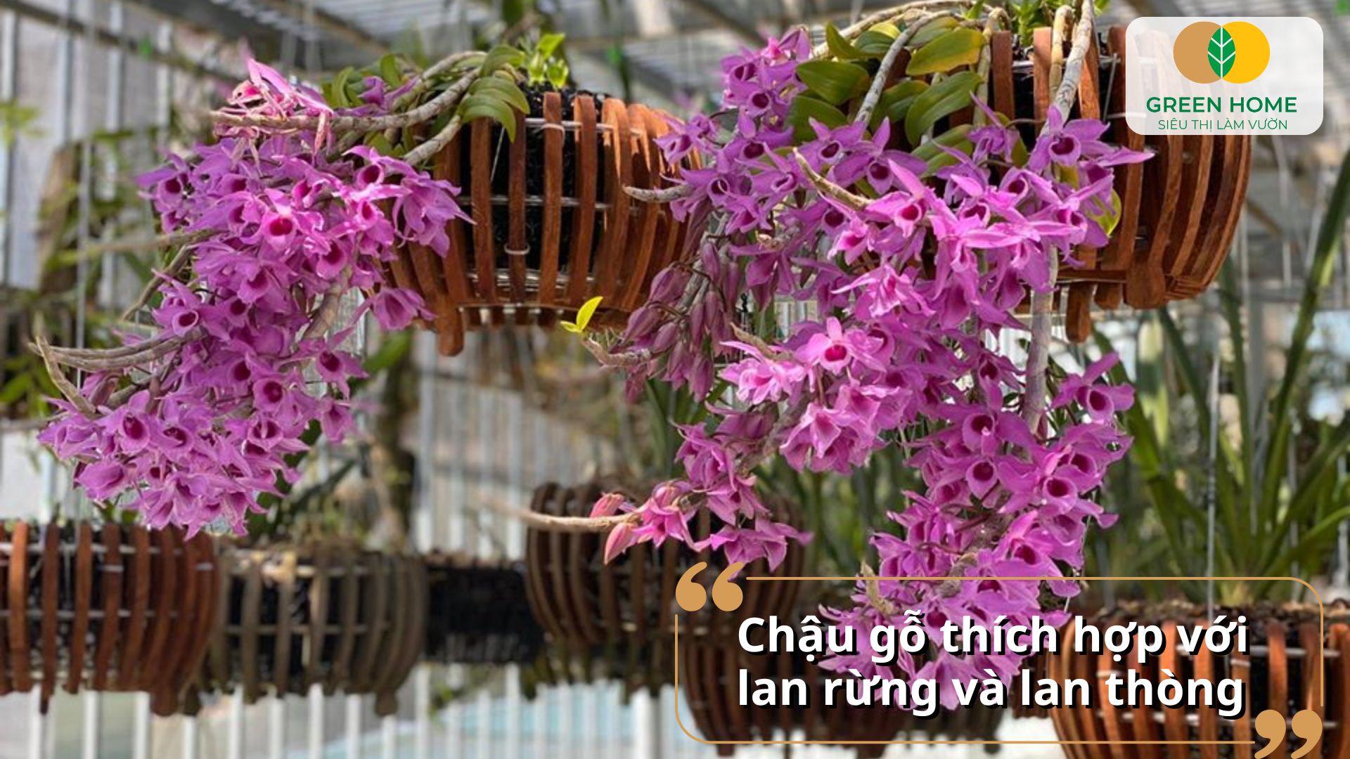 Chia sẻ ưu nhược điểm của các loại chậu trồng lan hiện có trên thị trường