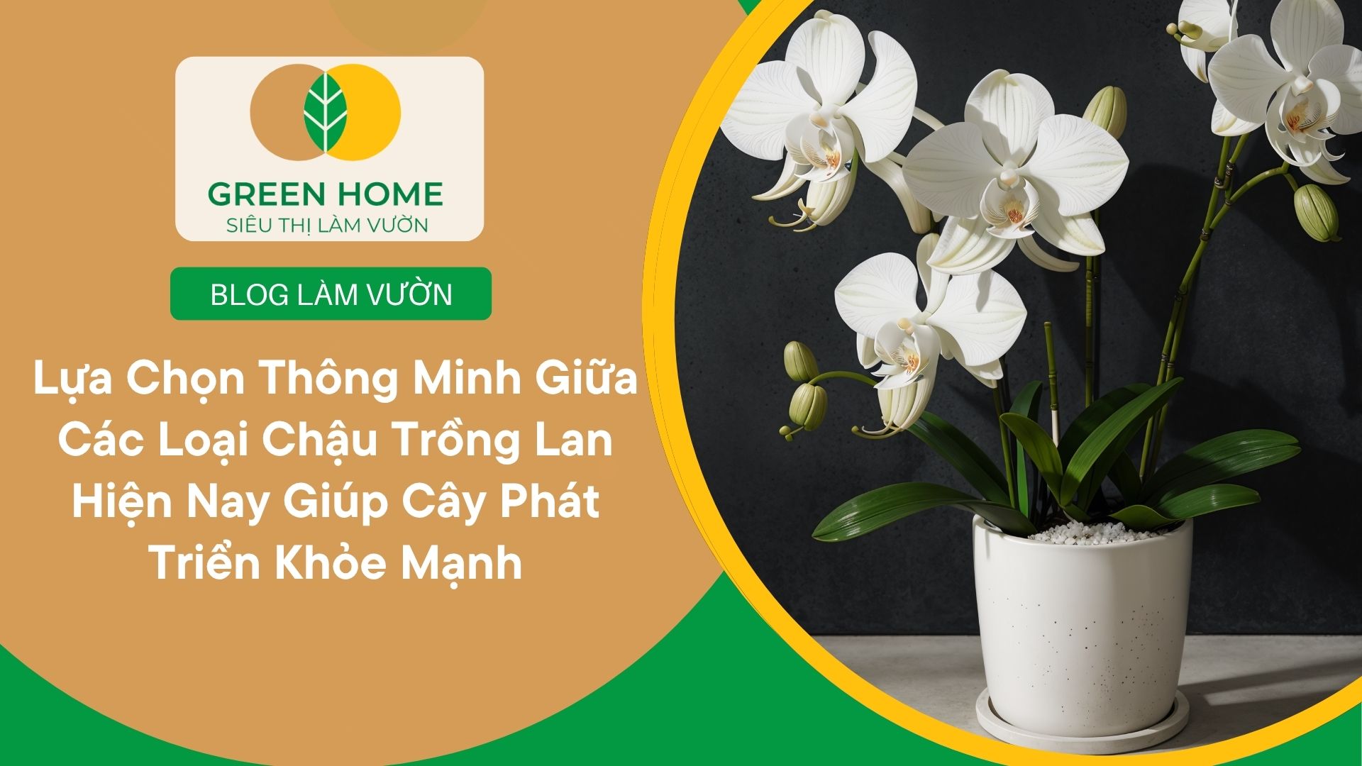 Lựa Chọn Thông Minh Giữa Các Loại Chậu Trồng Lan Hiện Nay Giúp Cây Phát Triển Khỏe Mạnh