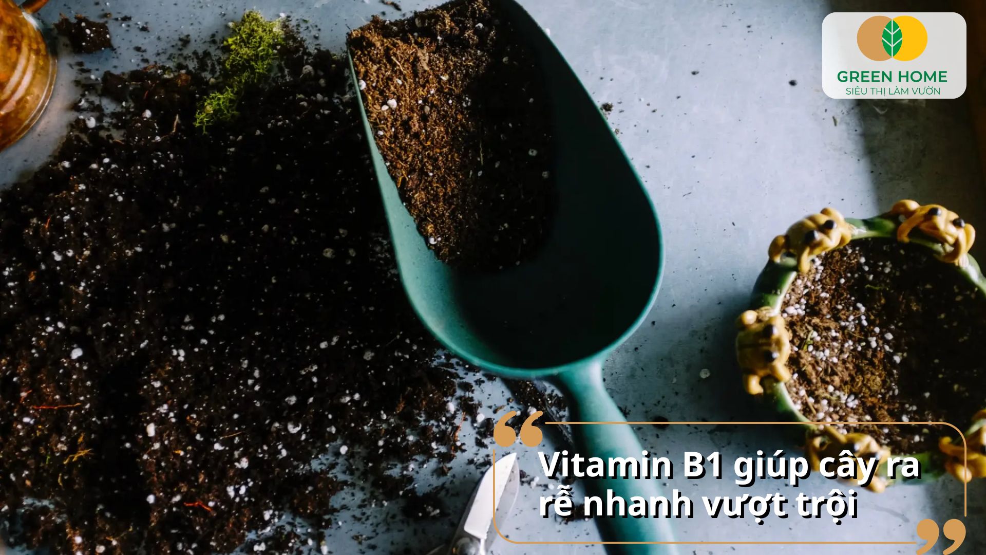 Sử dụng vitamin B1 định kỳ giúp cây khỏe, hạn chế sốc nhiệt