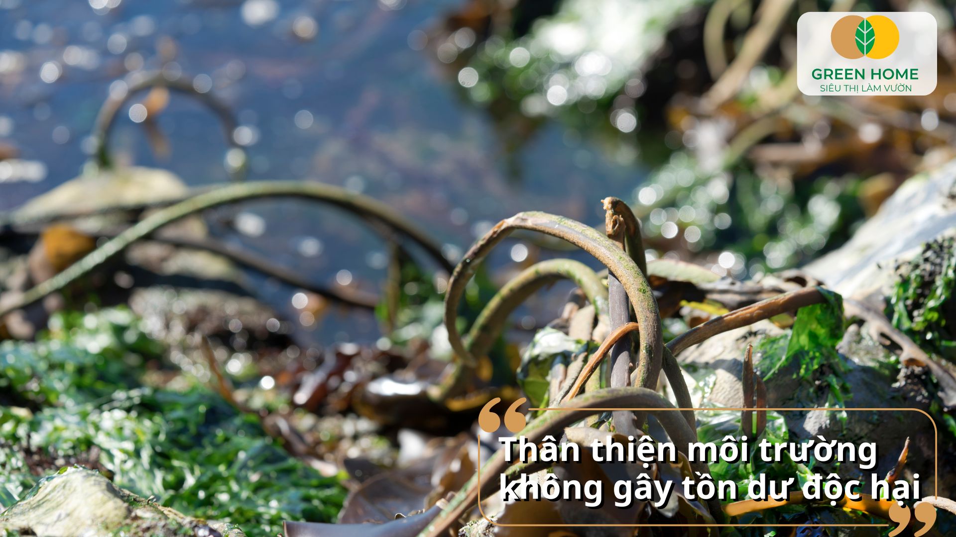 Phân bón rong biển không gây mặn đất, phù hợp bón định kỳ