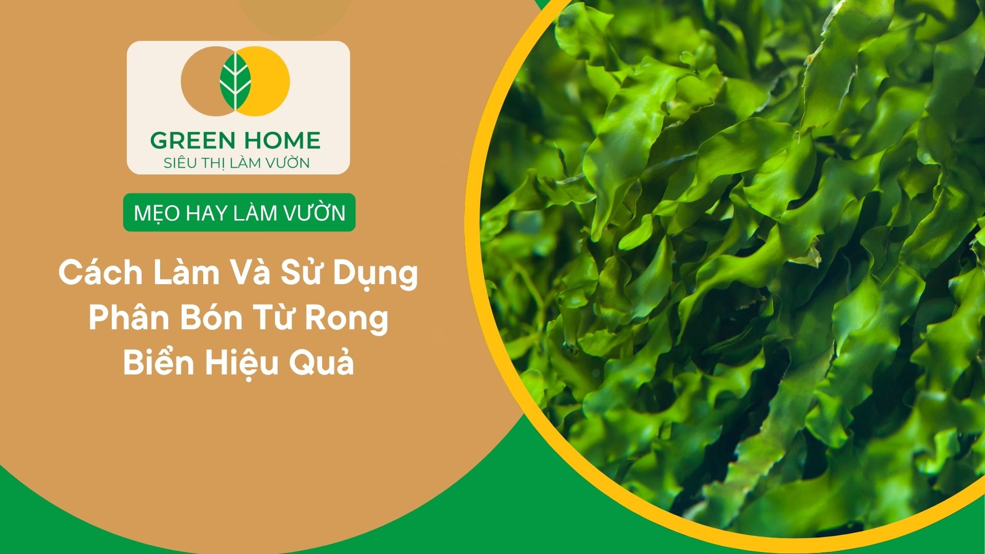 Cách Làm Và Sử Dụng Phân Bón Từ Rong Biển Hiệu Quả