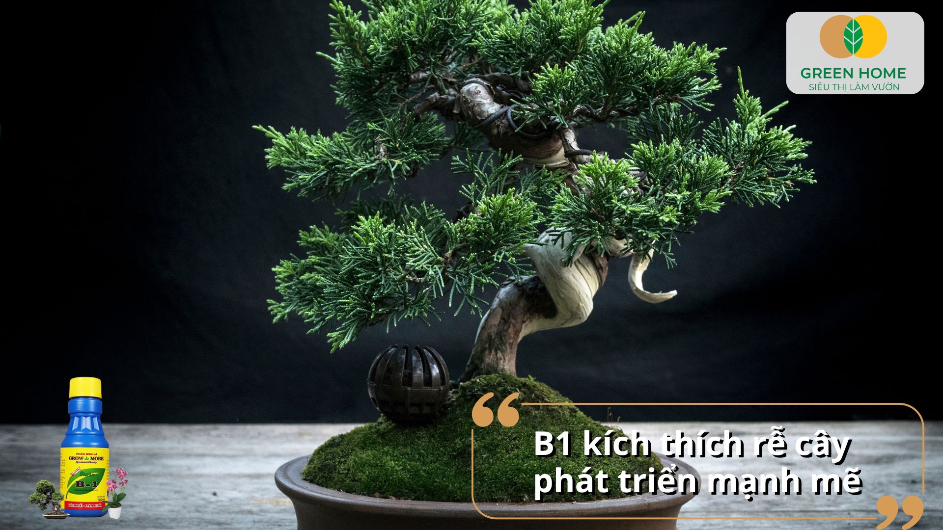 Vai trò của vitamin B1 trong việc hỗ trợ cây phát triển mạnh mẽ