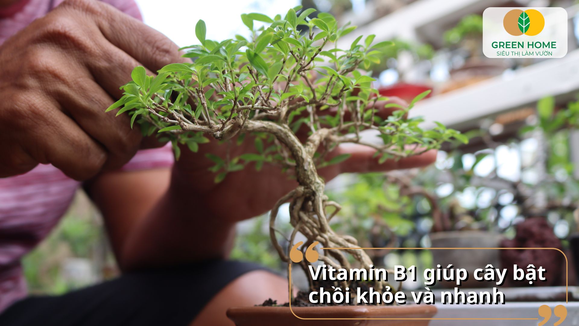 Vitamin B1 tăng khả năng trao đổi nước và dinh dưỡng cho cây