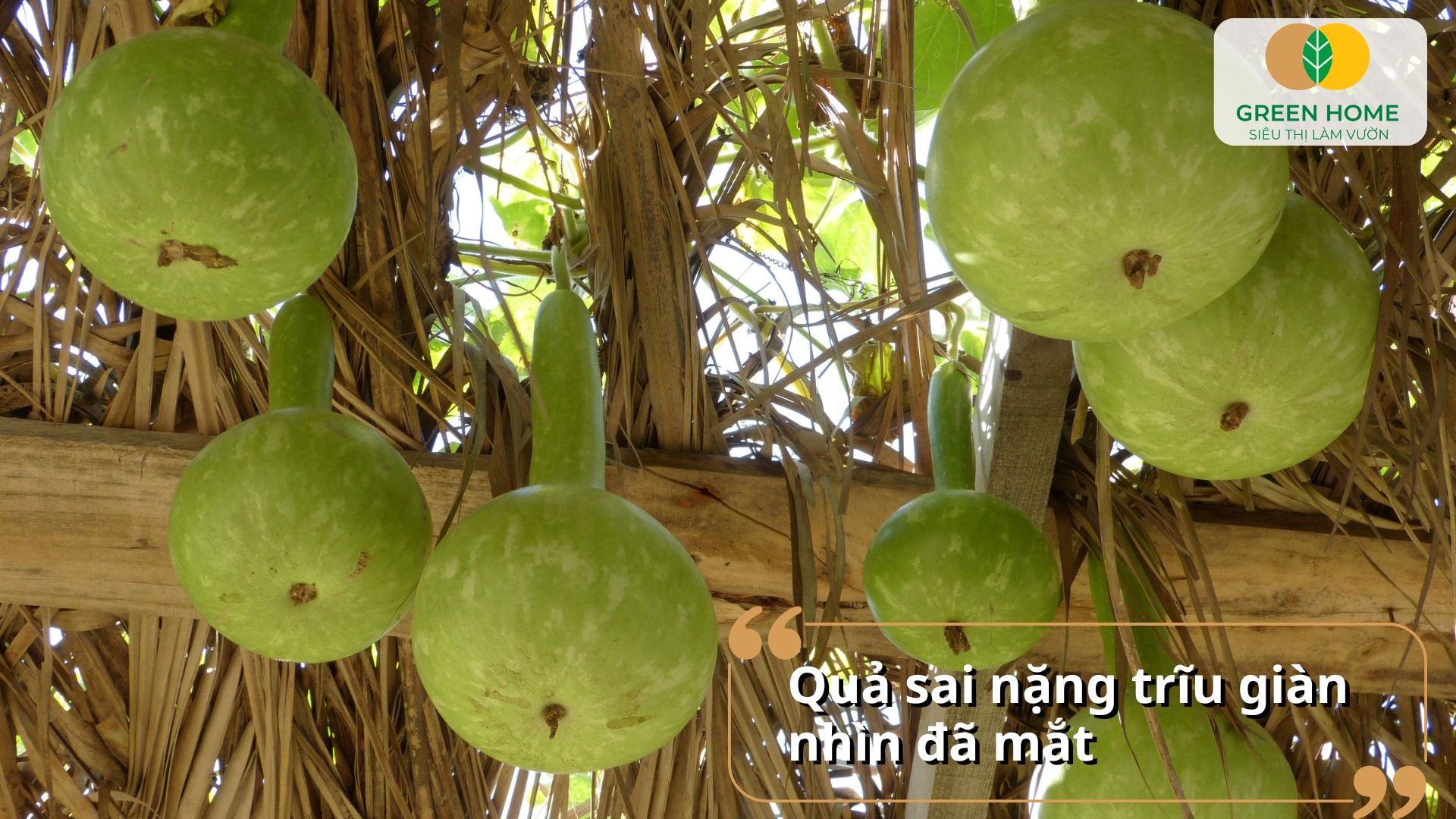 Trồng từ hạt giống bầu hồ lô giúp theo dõi toàn bộ quá trình sinh trưởng