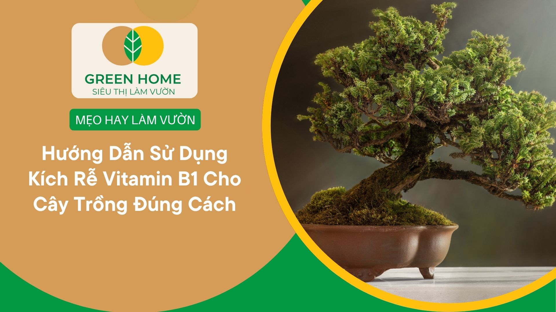 Hướng Dẫn Sử Dụng Kích Rễ Vitamin B1 Cho Cây Trồng Đúng Cách