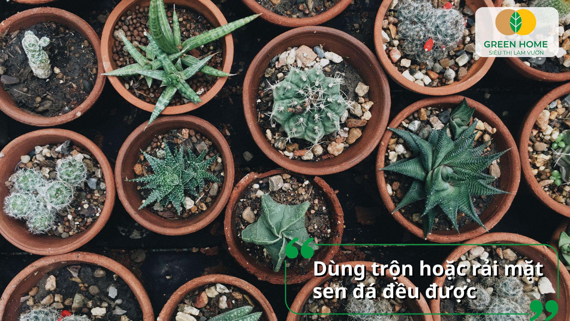 Đá pumice trồng sen đá bền theo thời gian, không phân hủy