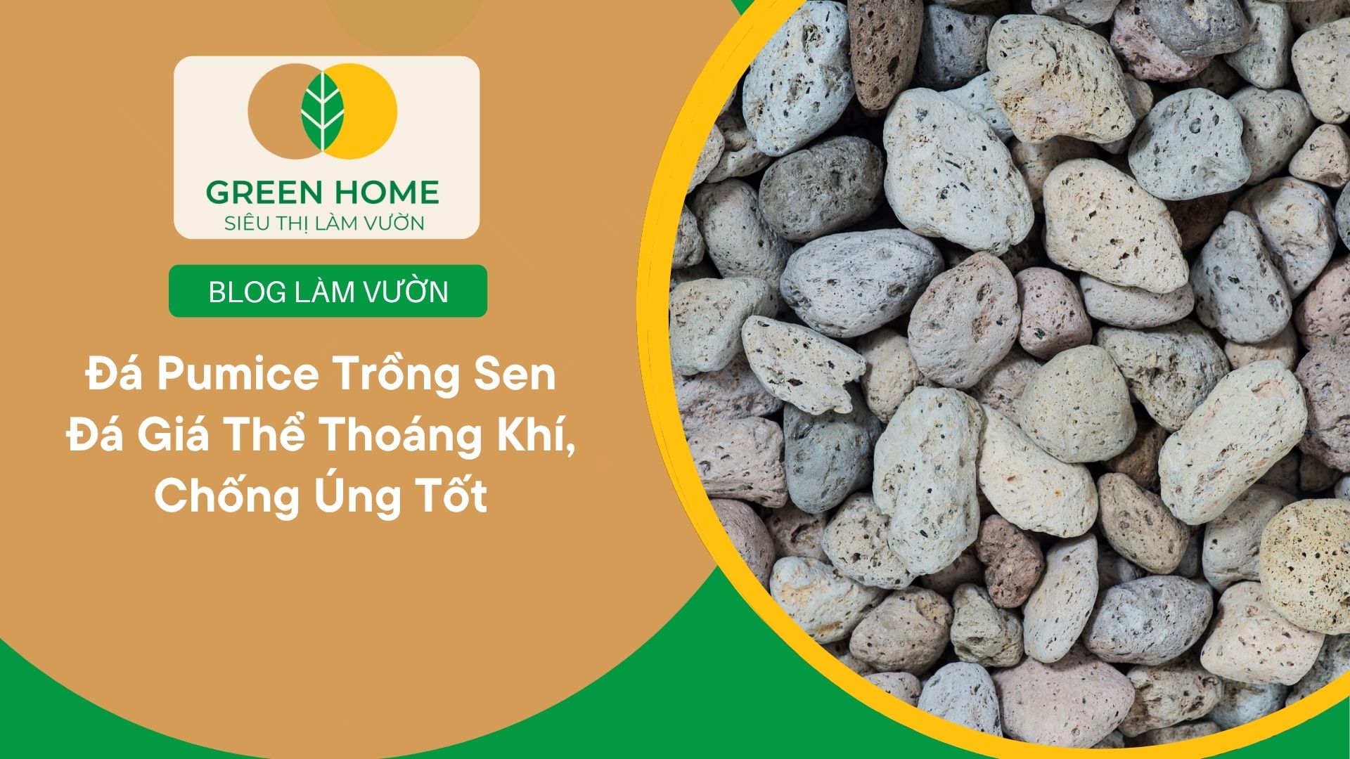 Đá Pumice Trồng Sen Đá Giá Thể Thoáng Khí, Chống Úng Tốt