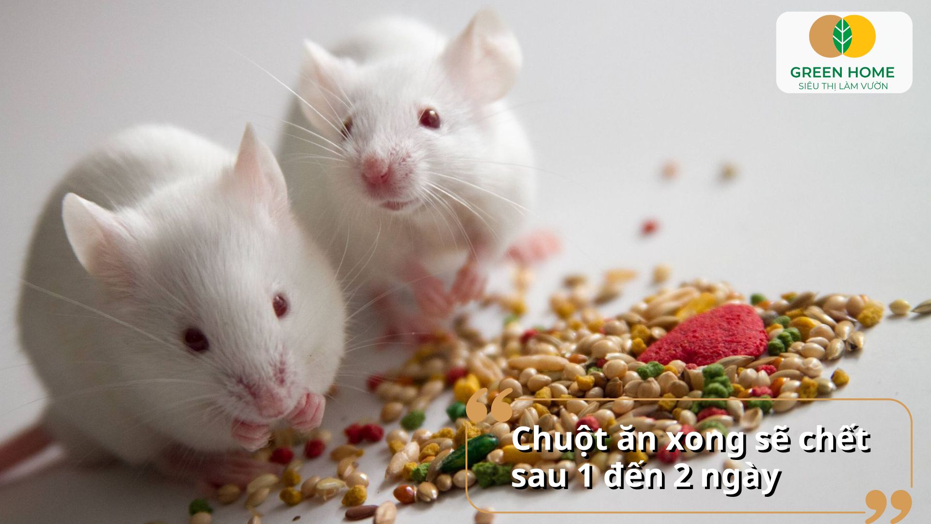 Khả năng hấp dẫn cao là ưu điểm nổi bật của thuốc diệt chuột sinh học