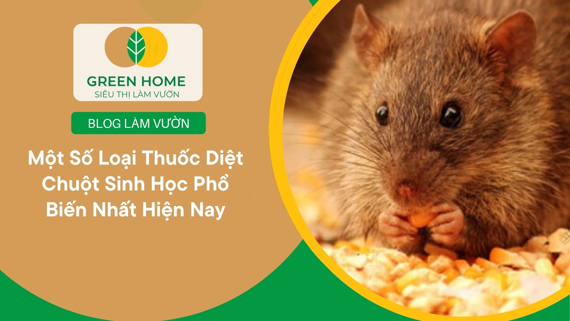 Một Số Loại Thuốc Diệt Chuột Sinh Học Phổ Biến Nhất Hiện Nay
