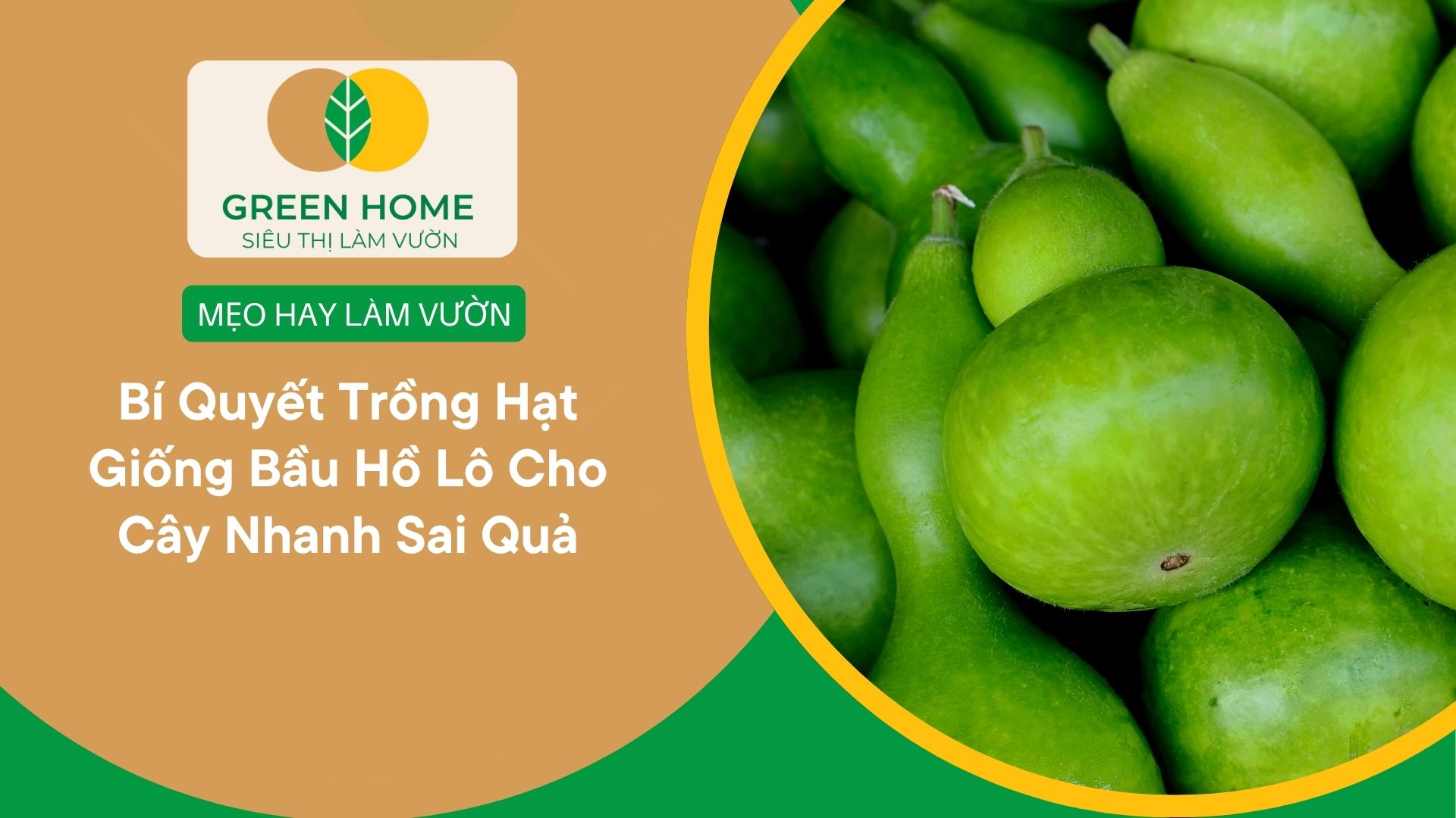 Bí Quyết Trồng Hạt Giống Bầu Hồ Lô Cho Cây Nhanh Sai Quả