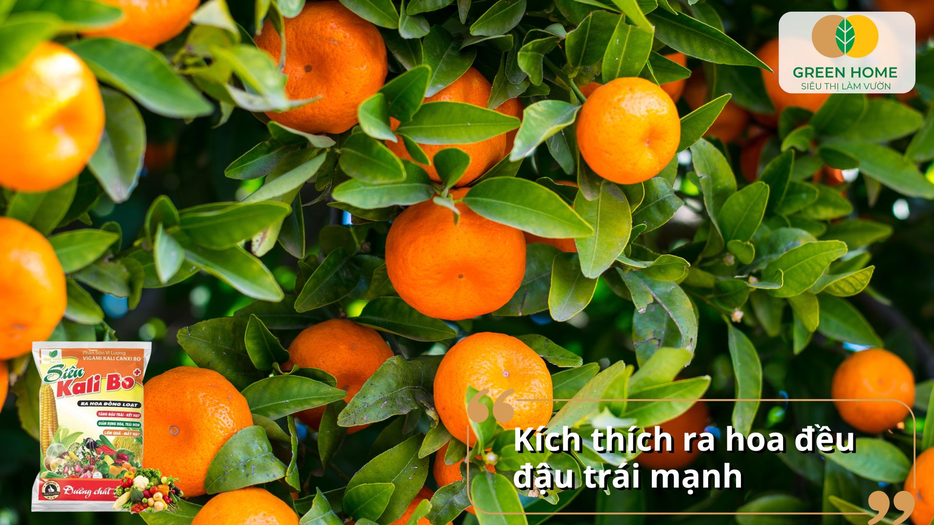 Sử dụng phân bón lá kali bo đúng lúc giúp cây hấp thụ dưỡng chất tối ưu