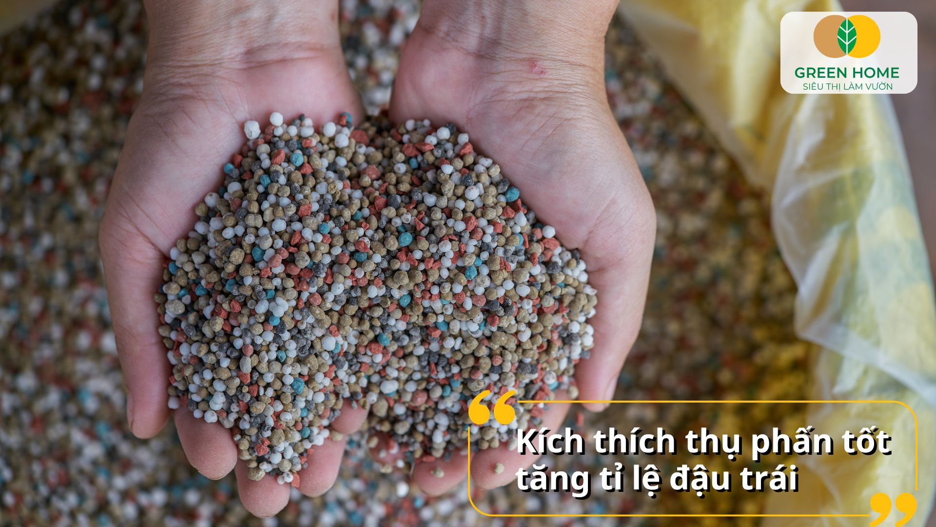 Phân bón lá kali bo kích thích phân hóa mầm hoa sớm và đồng đều