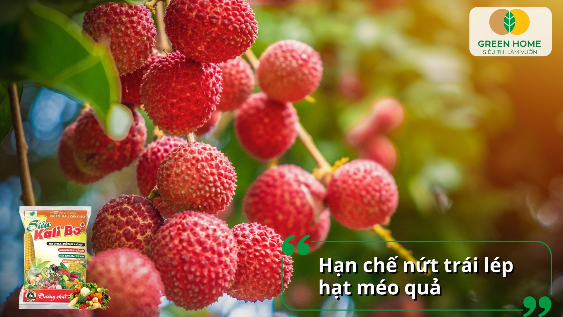 Dùng phân bón lá kali bo định kỳ giúp quả chắc, đều và ngon hơn