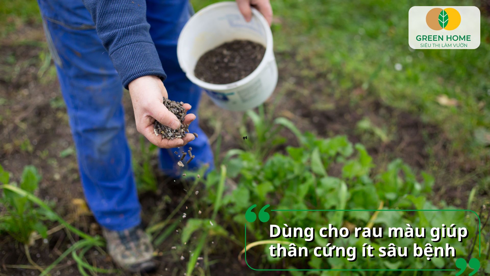 Phân kali đóng vai trò quan trọng trong quá trình quang hợp và trao đổi chất