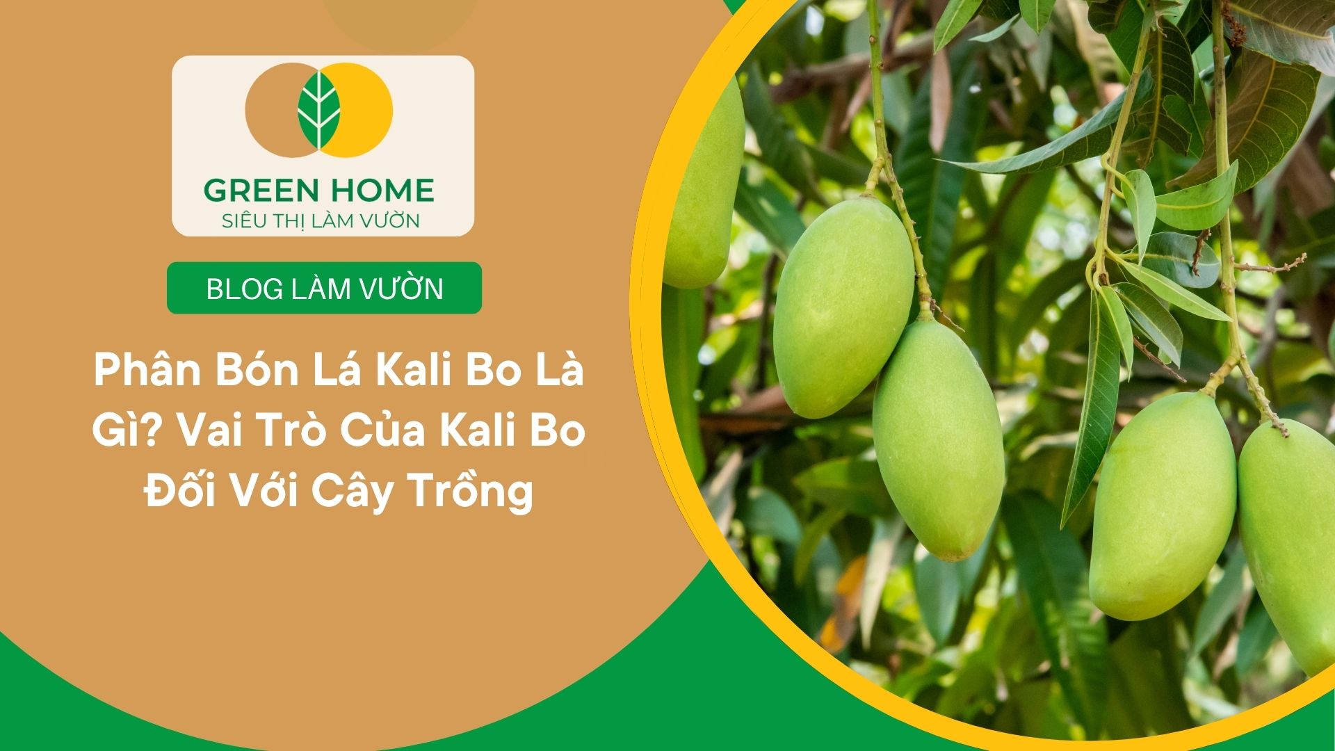 Phân Bón Lá Kali Bo Là Gì? Vai Trò Của Kali Bo Đối Với Cây Trồng