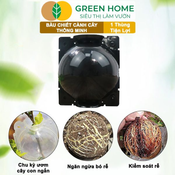 Thùng Bầu Chiết Cành Thông Minh, 1 Thùng