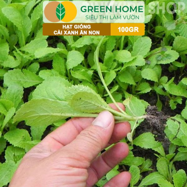 Hạt Giống Rau Cải Ăn Non, Gói 100g, R29