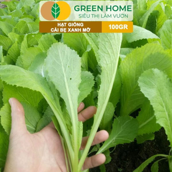 Hạt Giống Cải Bẹ Xanh Mỡ, Gói 100g, R33