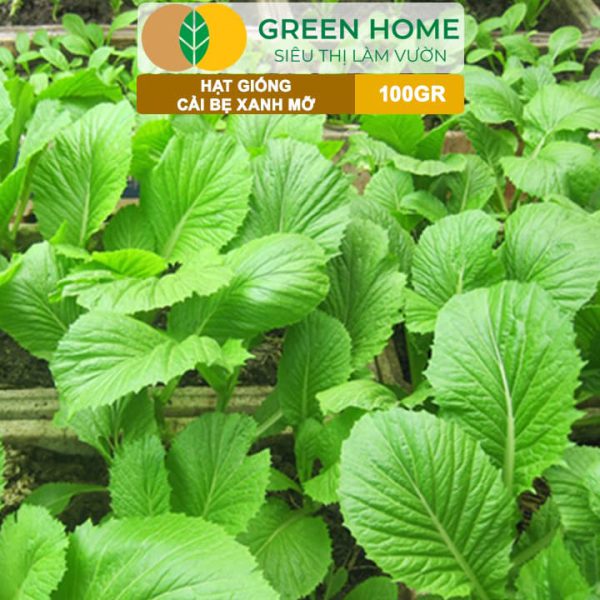 Hạt Giống Cải Bẹ Xanh Mỡ, Gói 100g, R33