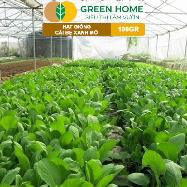 Hạt Giống Cải Bẹ Xanh Mỡ, Gói 100g, R33