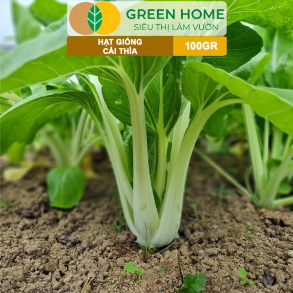 Hạt Giống Rau Cải Thìa, Gói 100g, R32