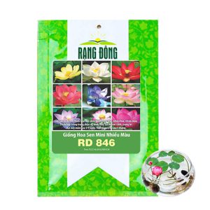 Hạt Giống Hoa Sen Mini Rado, Gói 5 hạt, Nhiều Màu, Dễ Trồng, Nảy Mầm Tốt H21