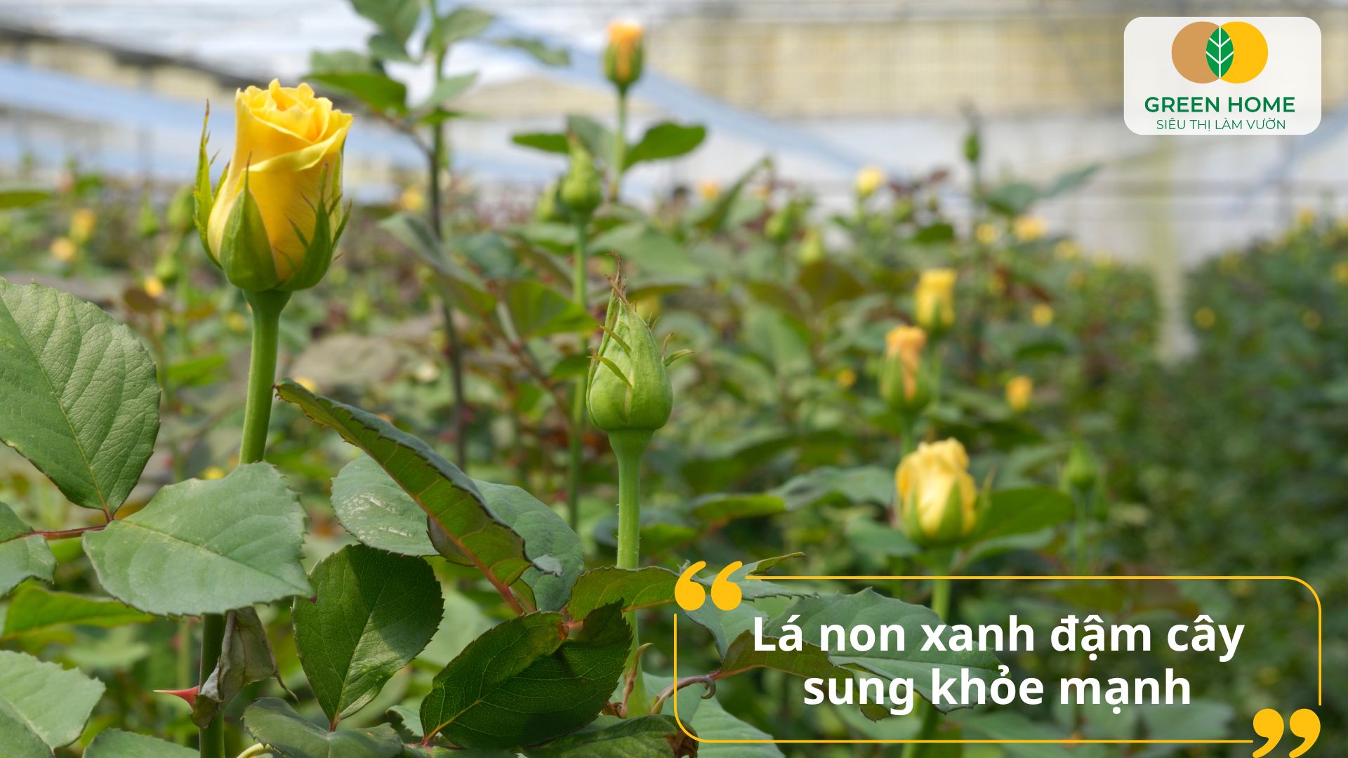 Cách sử dụng phân bón lá Atonik mang lại hiệu quả rõ rệt cho hoa hồng