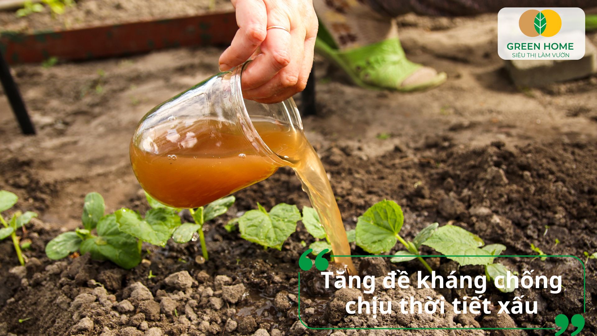 Cách sử dụng phân bón lá Atonik giúp cải thiện màu sắc lá và thân
