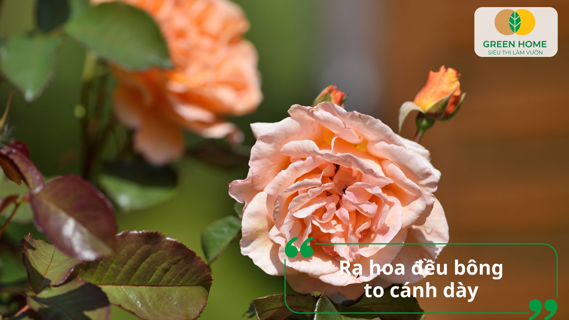 Hoa hồng bung nở rực rỡ nhờ áp dụng cách sử dụng phân bón lá Atonik đều đặn