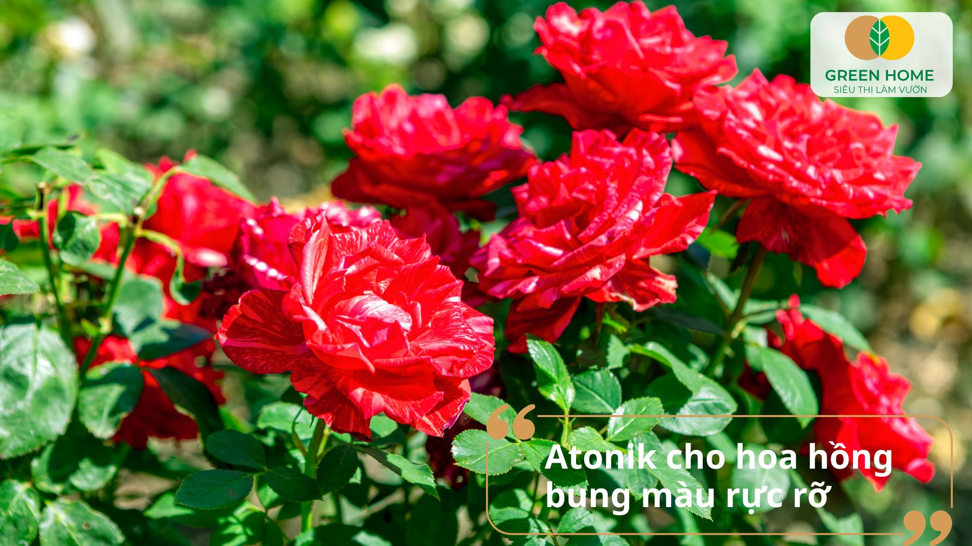 Hoa hồng nở nhiều tầng cánh hơn nhờ bón đúng cách sử dụng phân bón lá Atonik