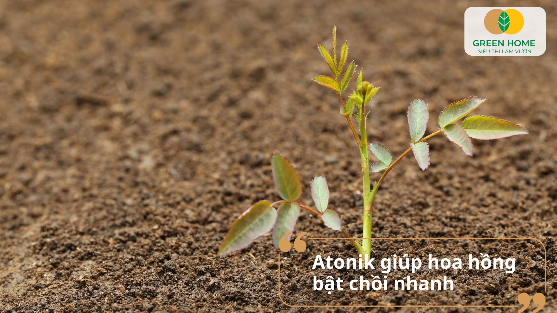 Cách sử dụng phân bón lá Atonik giúp hoa hồng bật chồi non nhanh chóng