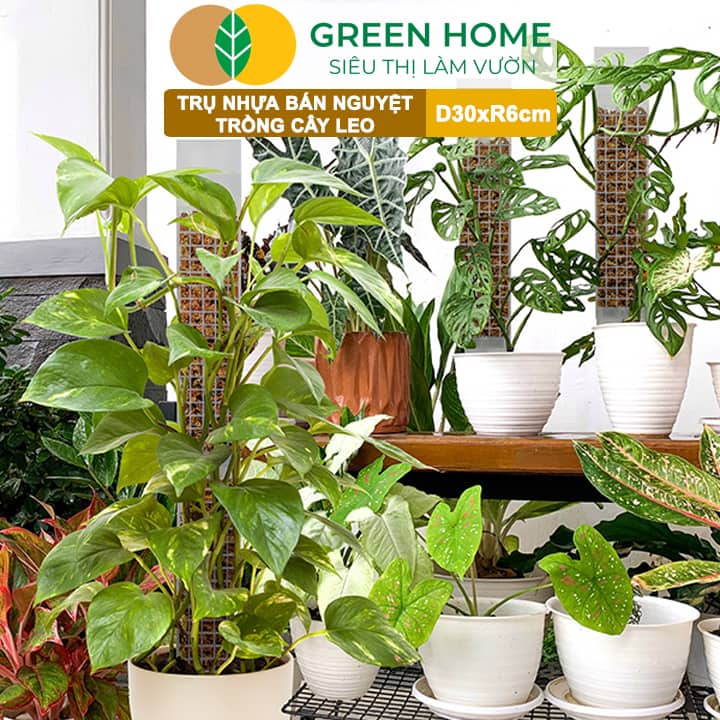 Trụ Bán Nguyệt Trồng Cây Greenhome, D30xr6cm, Nhựa Cứng, Có Khớp Dễ Nối Dài, Chuyên Hệ Cây Kiểng Lá