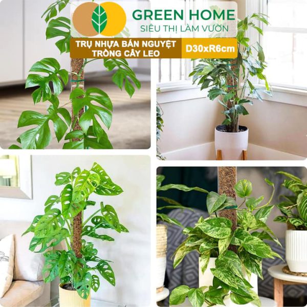 Trụ Bán Nguyệt Trồng Cây D30xR6cm