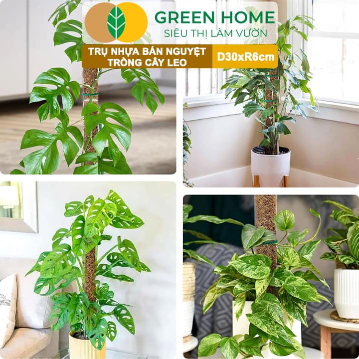 Trụ Bán Nguyệt Trồng Cây Greenhome, D30xr6cm, Nhựa Cứng, Có Khớp Dễ Nối Dài, Chuyên Hệ Cây Kiểng Lá