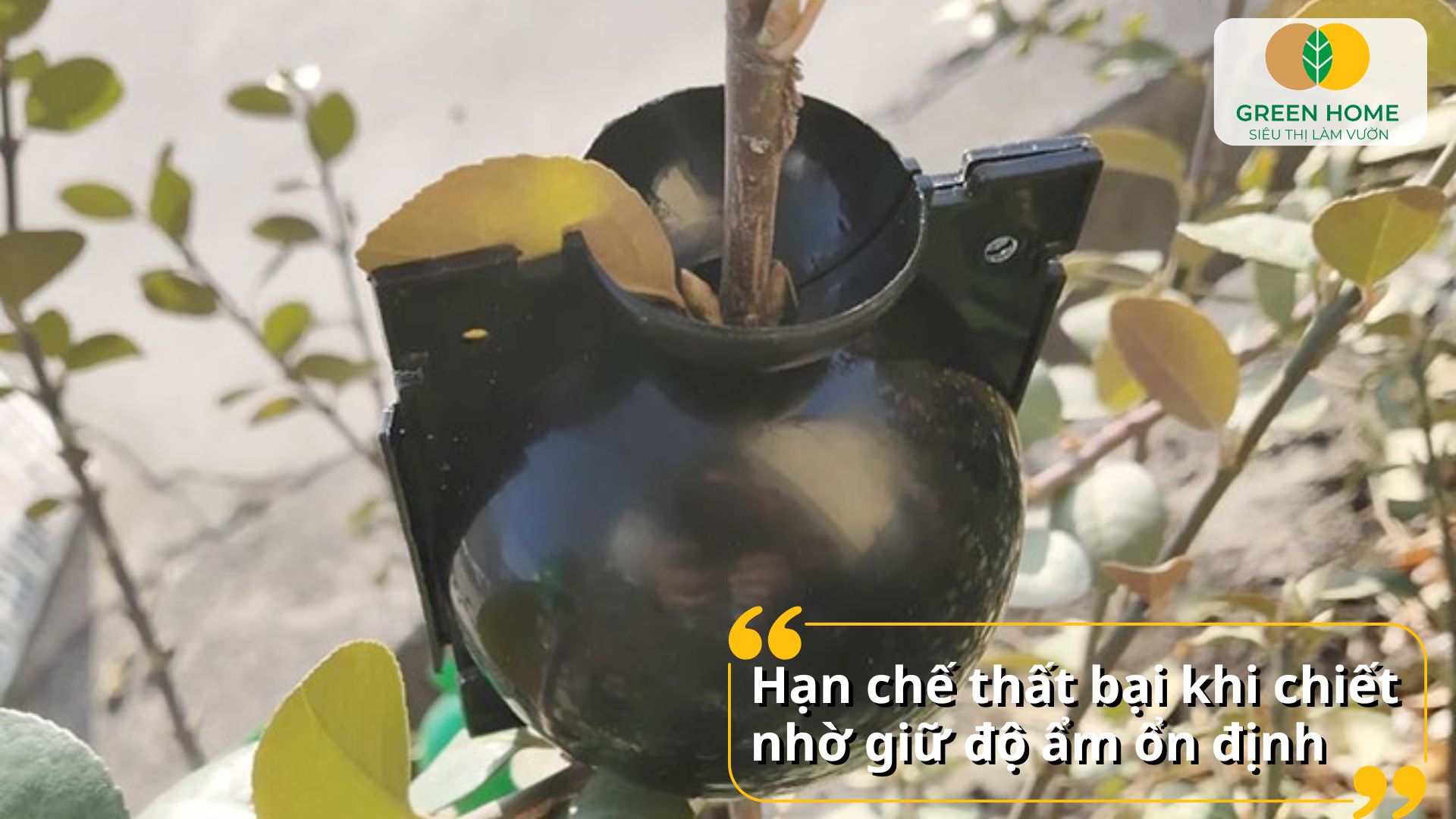 Sử dụng bầu chiết cành chuyên dụng không cần cắt bỏ nhánh sớm