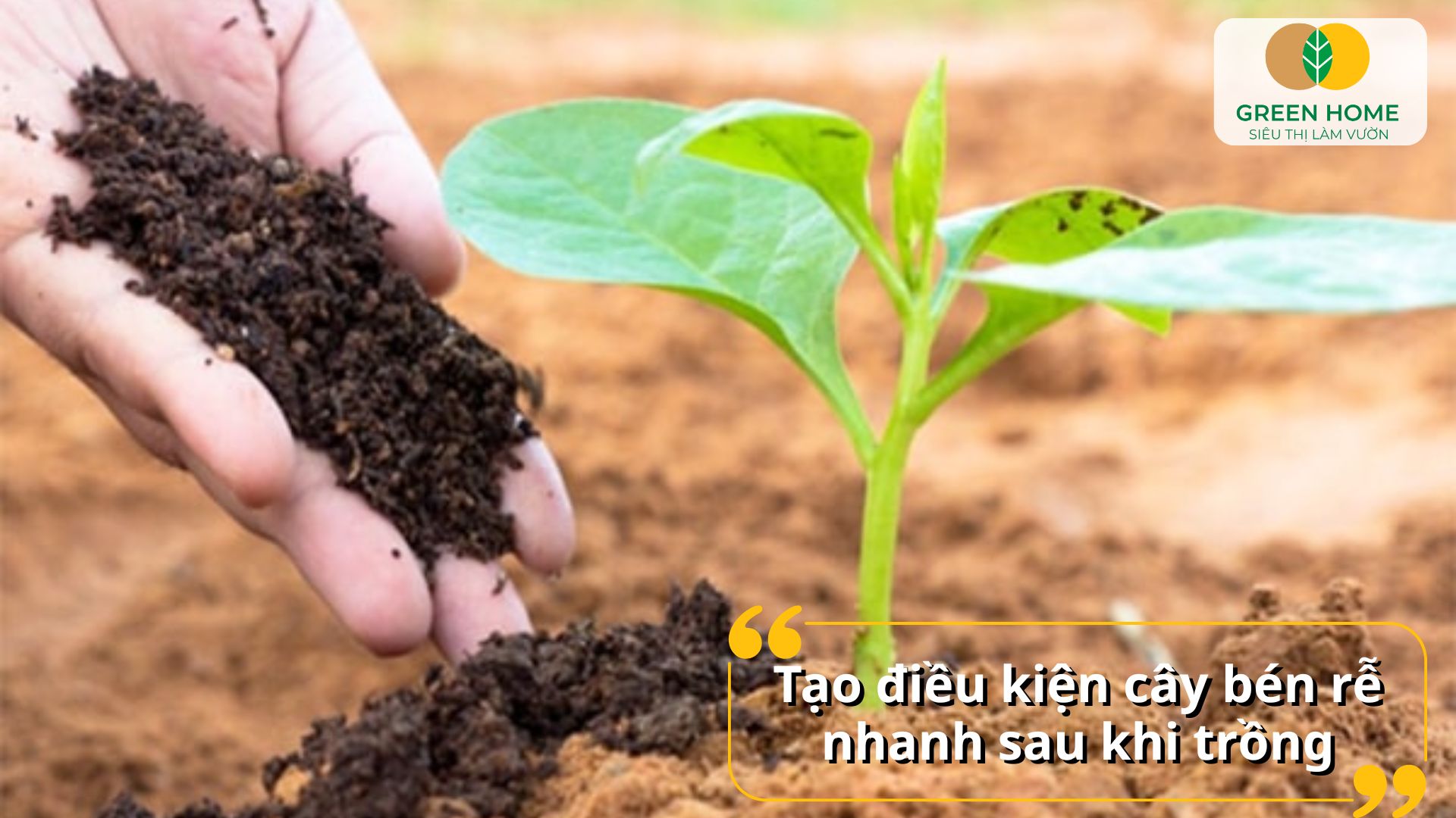 Rễ cây bén nhanh hơn khi được bón lót phân hữu cơ