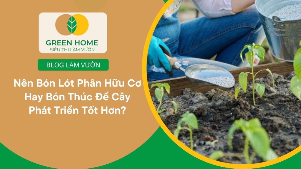 Cải thiện độ ẩm đất khi bón lót phân hữu cơ đúng cách